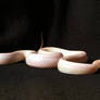 Snake - 1