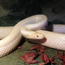 Snake - 16