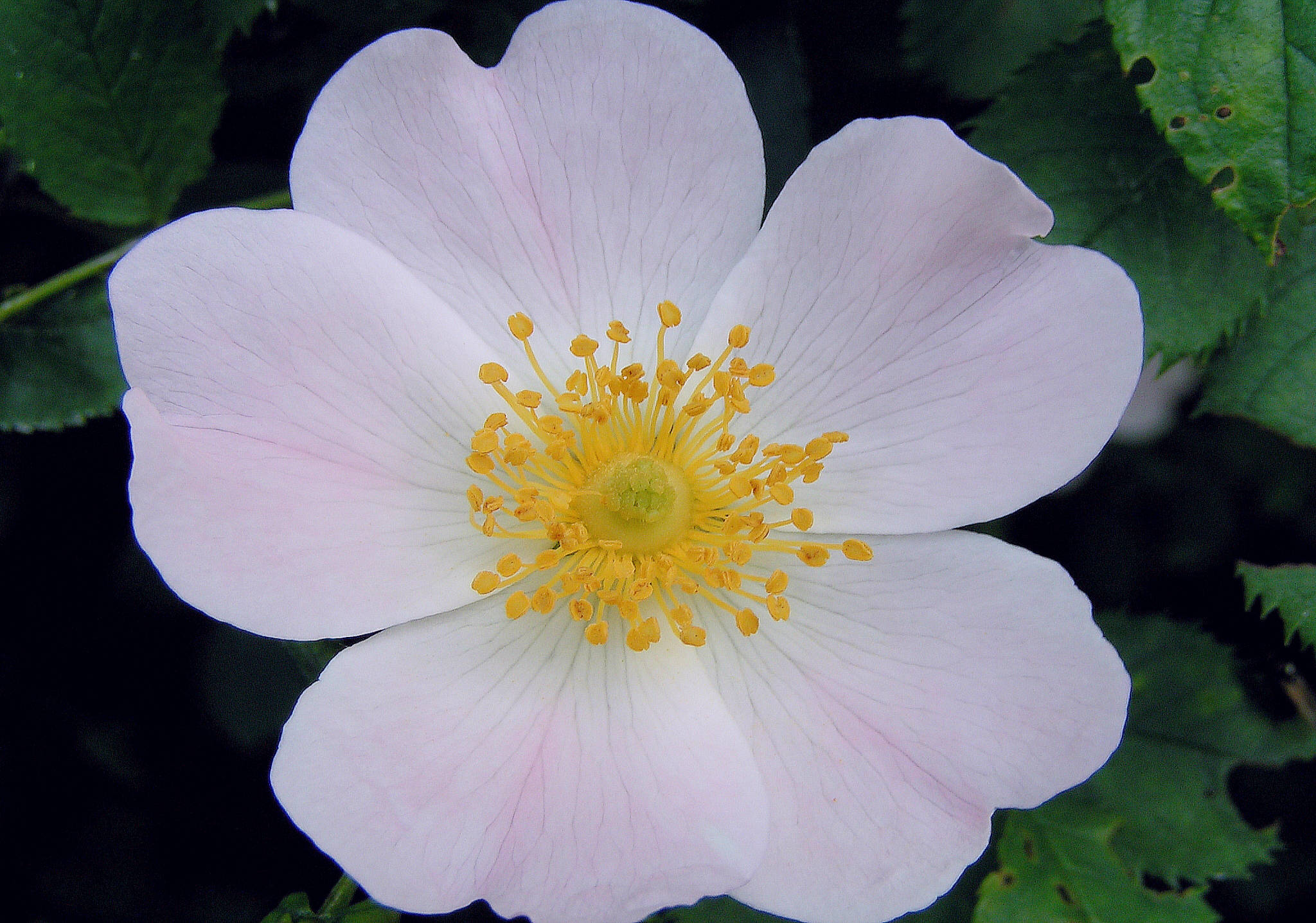 White Dog Rose