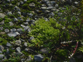 Moss And Stones