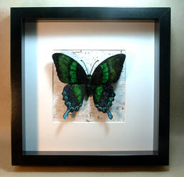 Chenille velvet realistic Papilio blumei butterfly