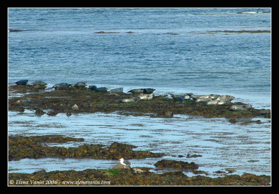 The colony of seals