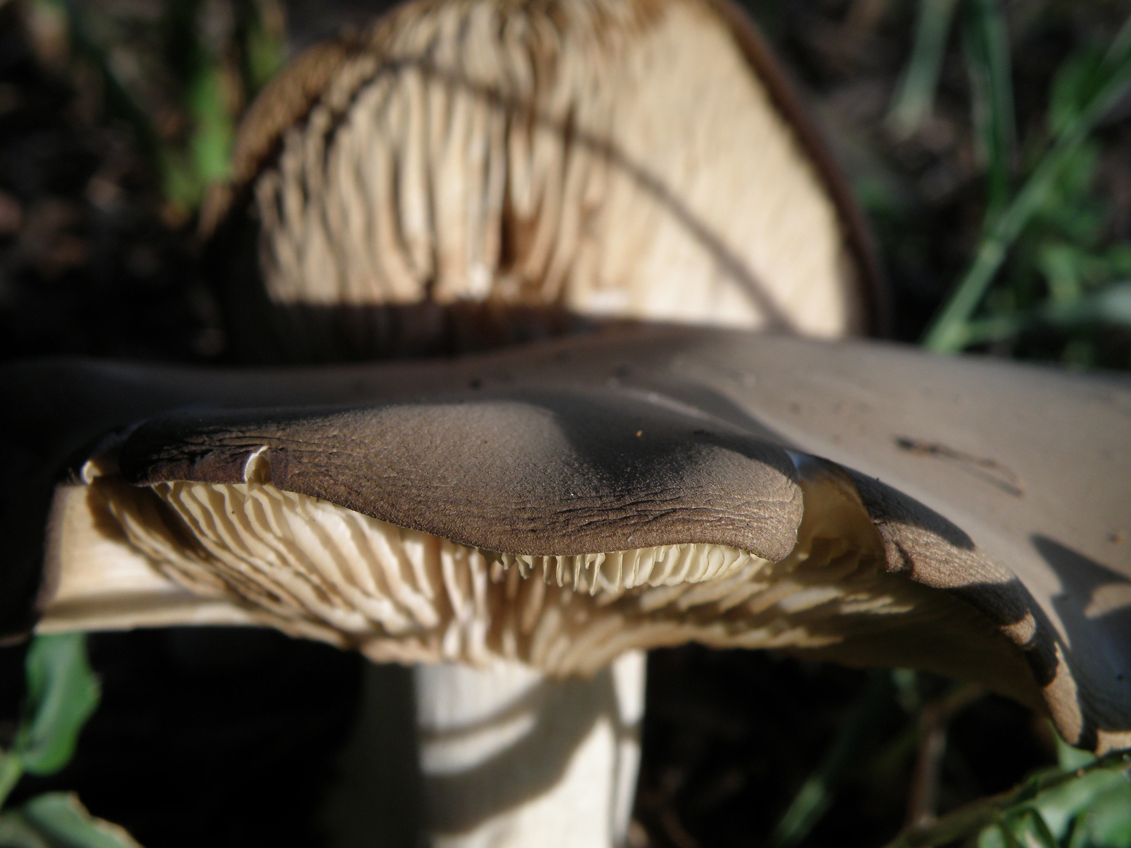 A Simple Mushroom