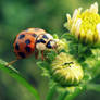 Ladybug Reflections II