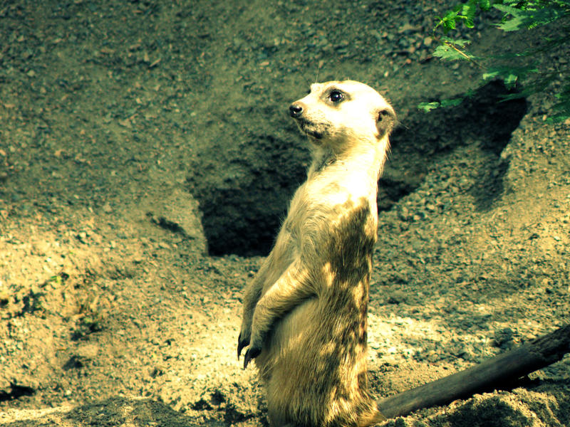 Meerkat