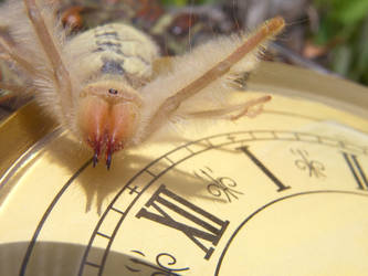 Camel Spider