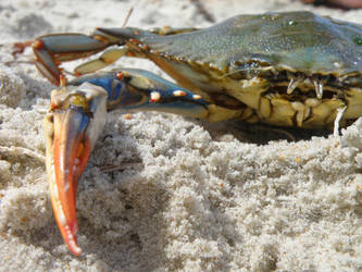 Blue Crab II