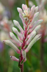 Kangaroo paw