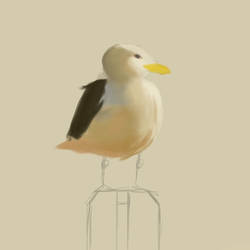 WIP Seagull