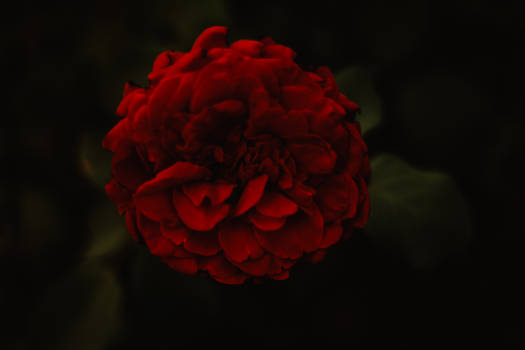 Rose (1 of 1)