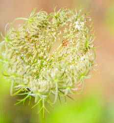 fluffy flower light