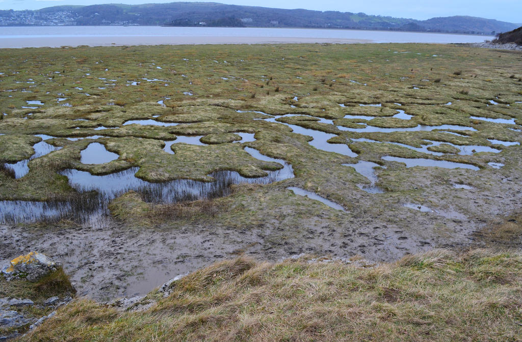 Marsh at Silverdale