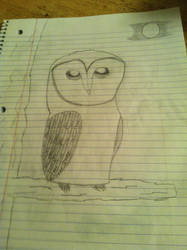 barn owl