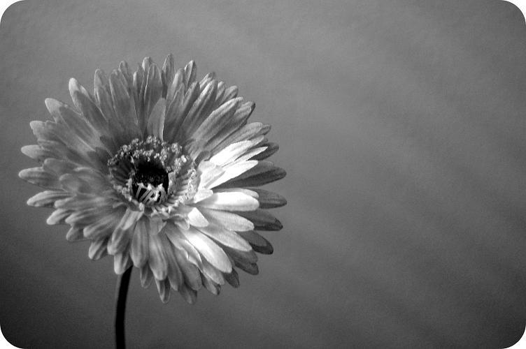 counting flowers on the wall by dollpose on DeviantArt