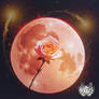 A Rose In The Red Moonlight Fantasy