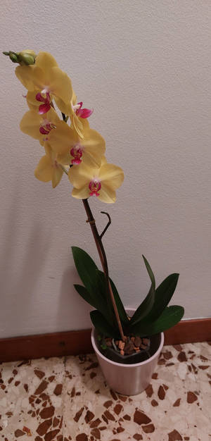 Yellow orchid