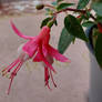 Hummingbird fuchsia