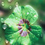 Geranium leaf fantasy