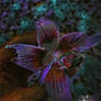 Beautiful cosmic flower fantasy