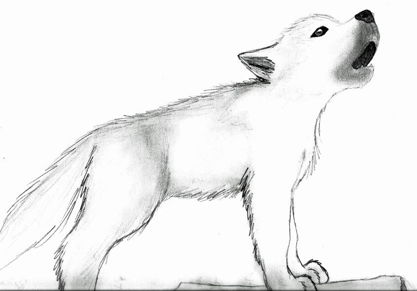Wolf Pup Howl By Tsaka On Deviantart