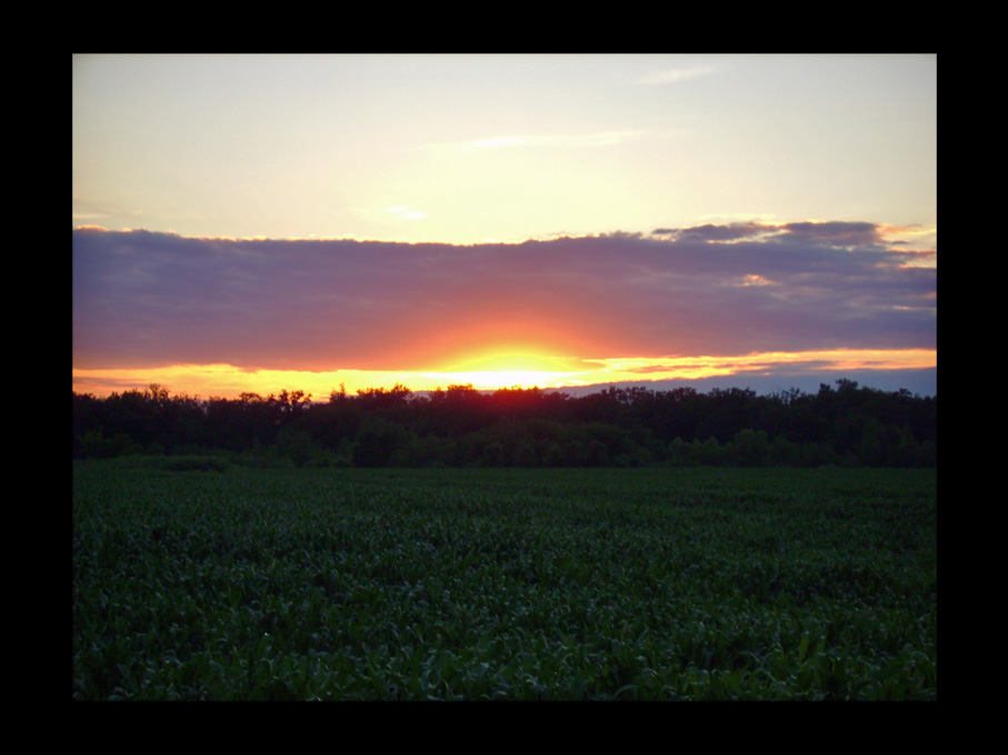 Sun Over the Fields