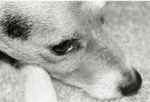 Riley by KFillmore30 on DeviantArt