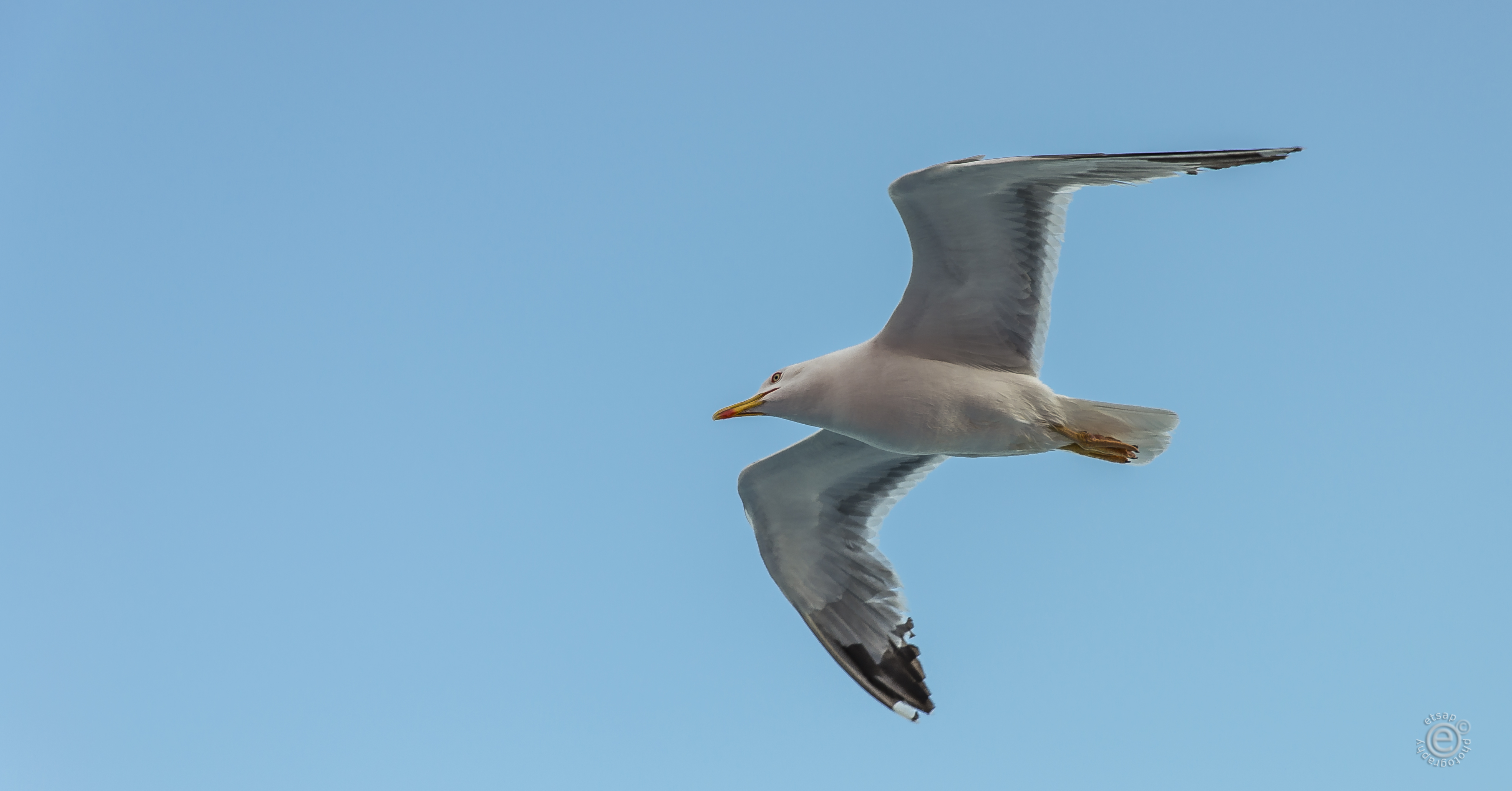 Seagull 0003