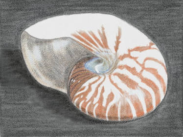 Explore The Best Nautilusshell Art Deviantart Explore The Best Nautilusshell Art Deviantart