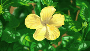Hibiscus