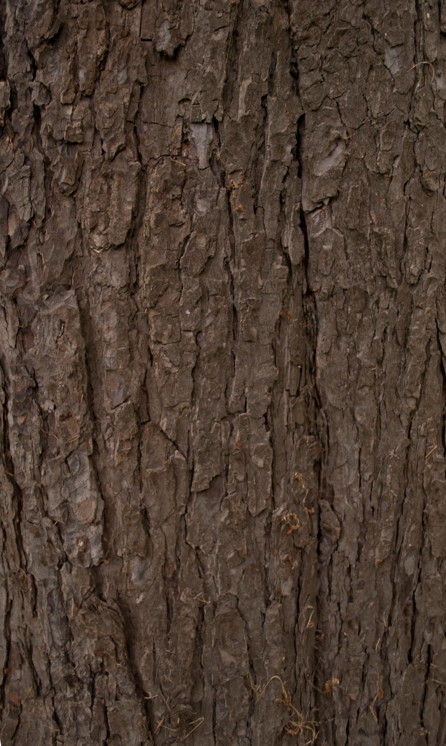 bark_2