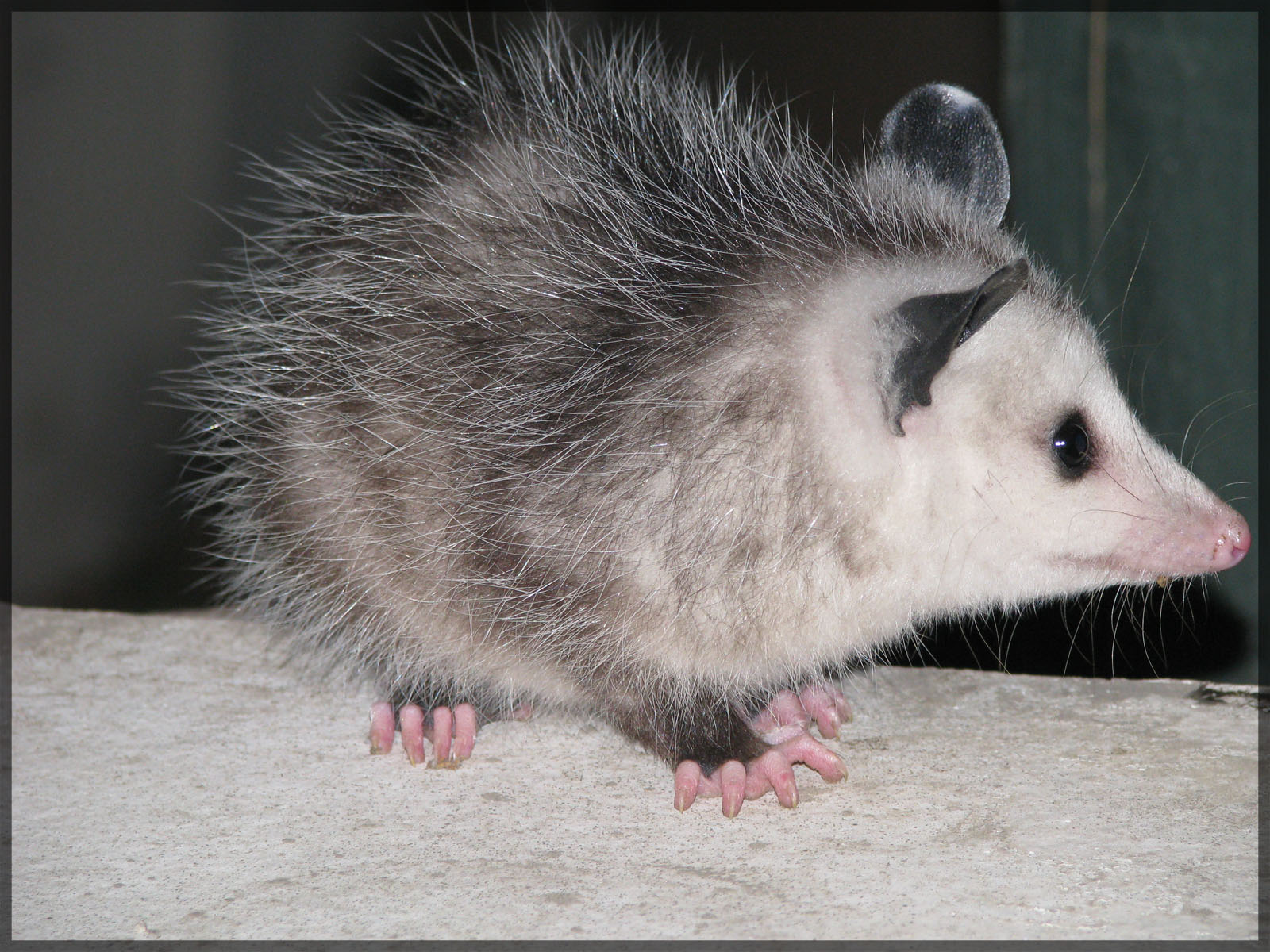 Possum 1