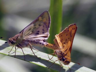 Skippers Mating