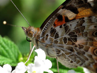 Painted Lady Butterfly (Vanessa Cardui)