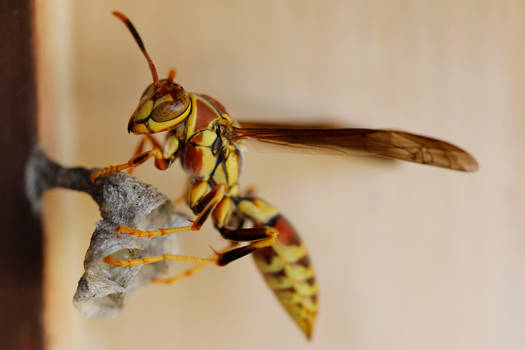 Wasp building a nest