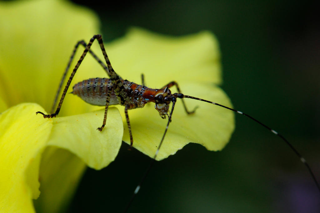 Mexican Bush Katydid (Scudderia mexicana)