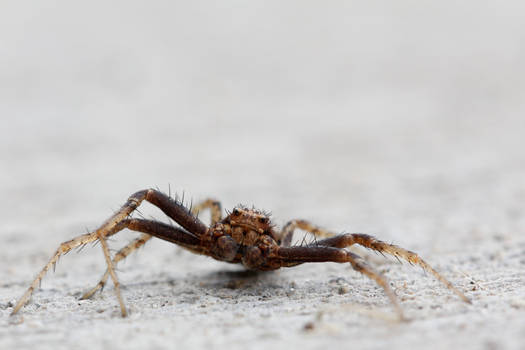 Ground Crab Spider (Xysticus)