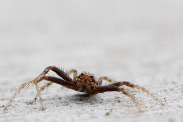 Ground Crab Spider (Xysticus)