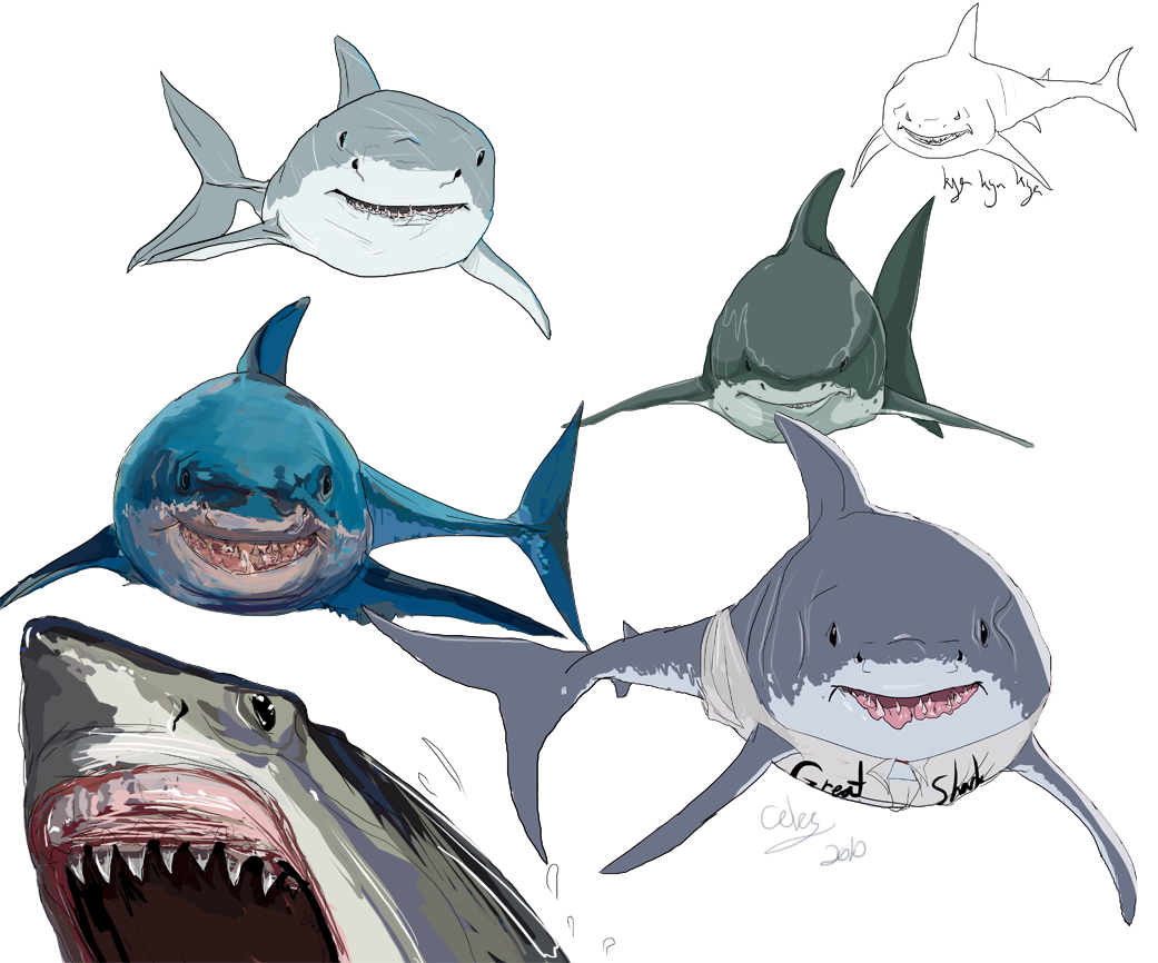 Shark studies