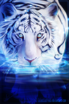 White Tiger by CelestialFrost