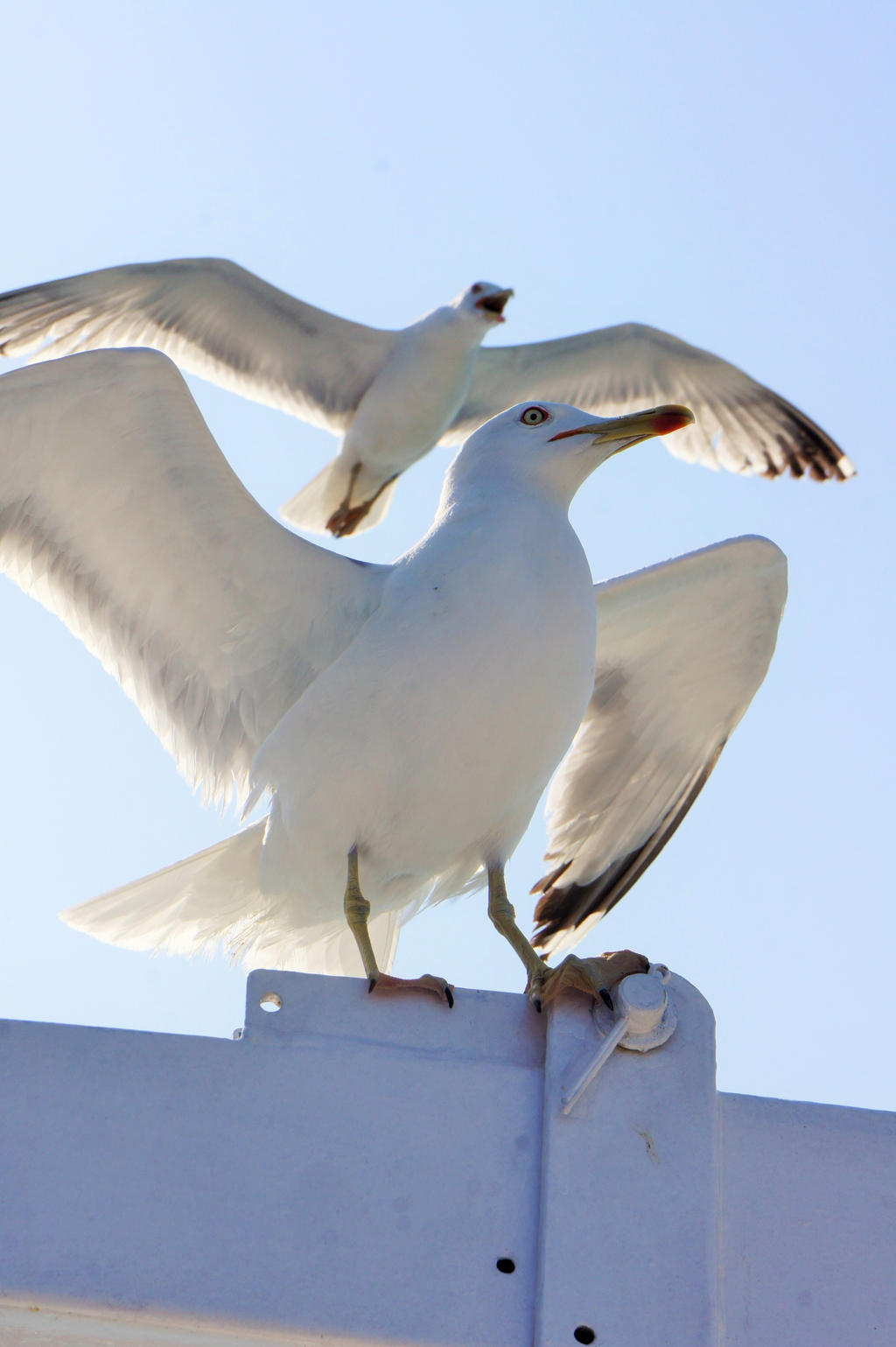 Seagulls