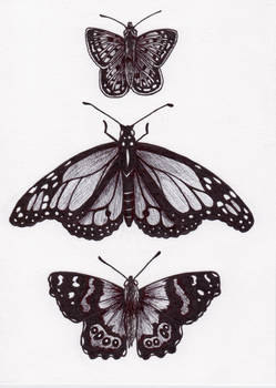 Three Butterflies