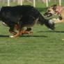 Racing dogs