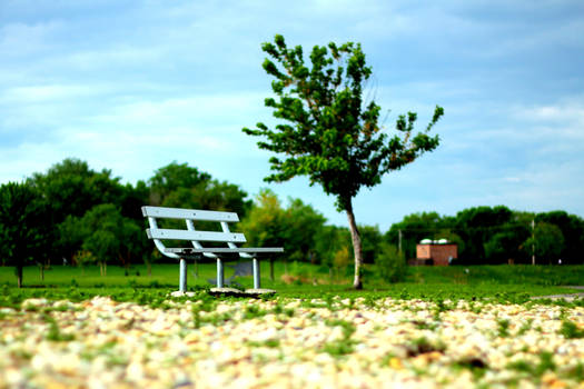 The Lonely Bench