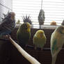 My Schnubbies