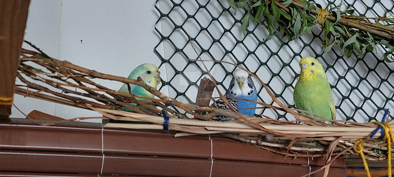 Watching the Watcher