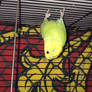 Feivel the Bat