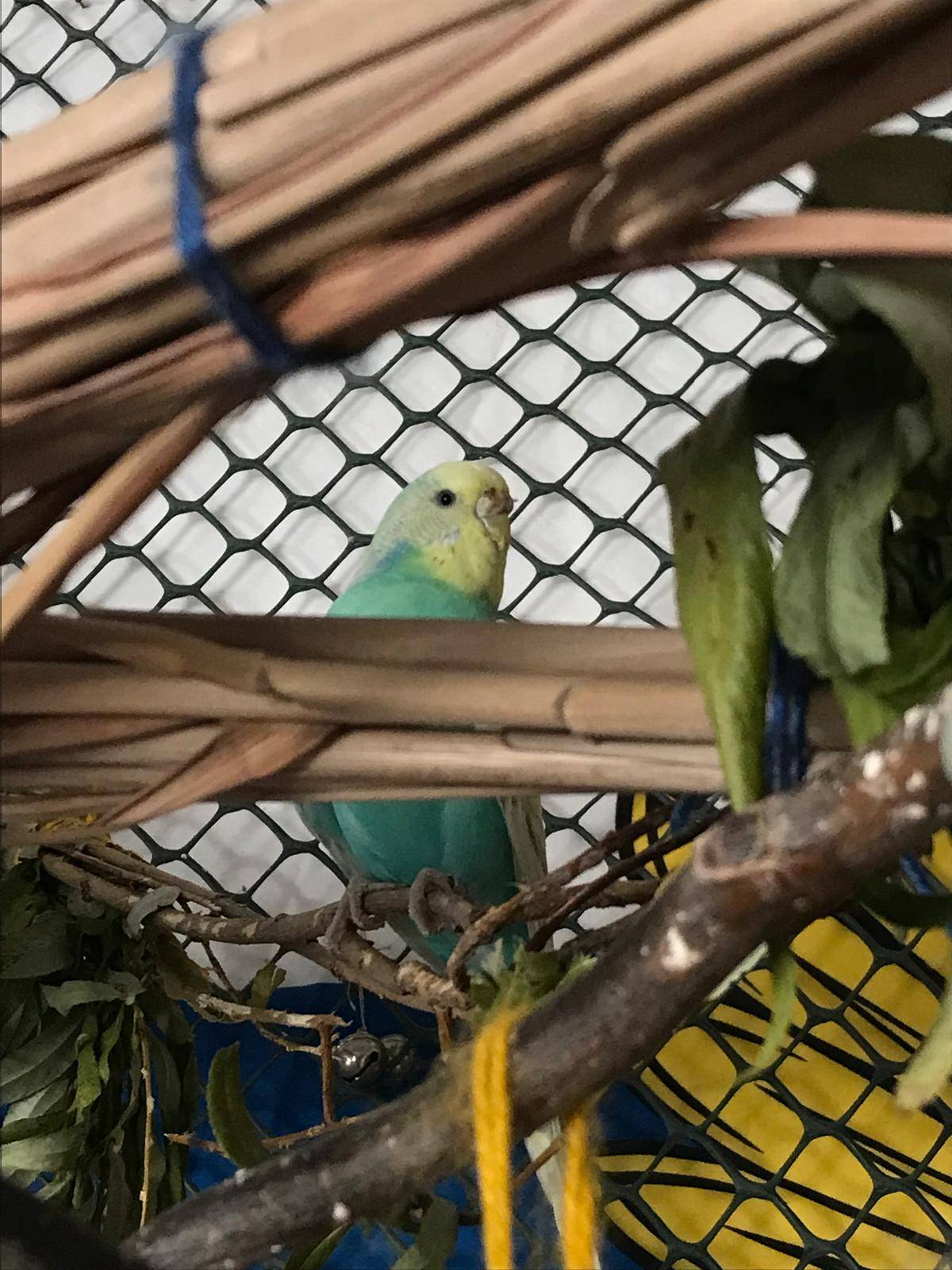 Peek-a-boo