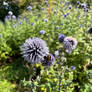 The bee, the bee... the bumblebee