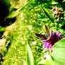 Elysian Field
