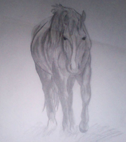 horse